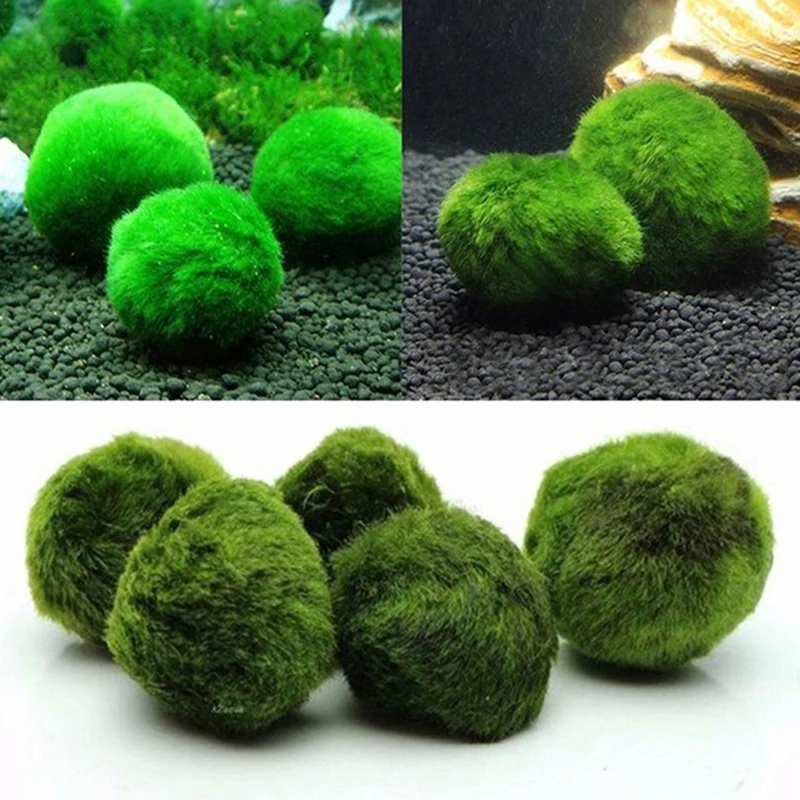 Aquarium Planted Tank Substrate - 1 Buah Bola Lumut 3-4cm Tanaman