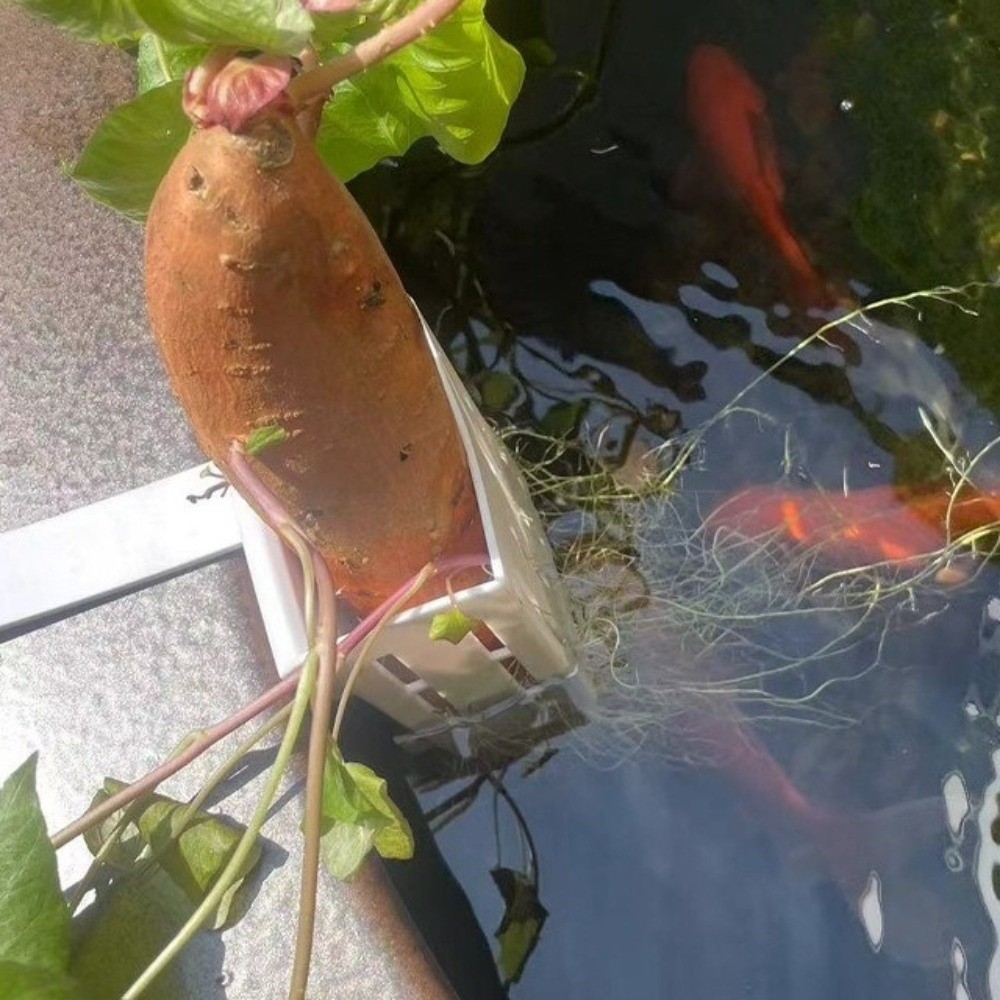 Aquarium Planted Wall - Keranjang Tanaman Akuarium Gantung Dinding Plastik,