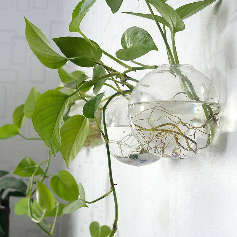Aquarium Planted Wall - Akuarium Akrilik Gantung Dinding, Vas Plexiglass,