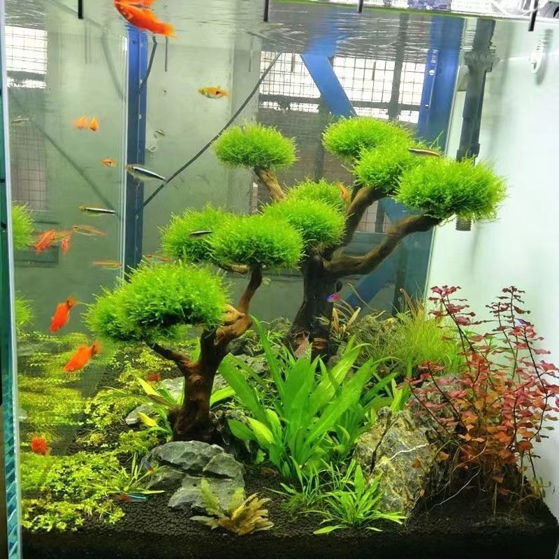 Aquarium Planted Tree - Aksesori Kerangka Pohon Lumut Aksesori Kayu