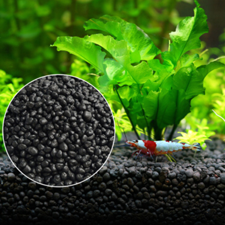 Tissue Culture Plant - Bibit Tanaman Akuarium Tanah Tangki Ikan