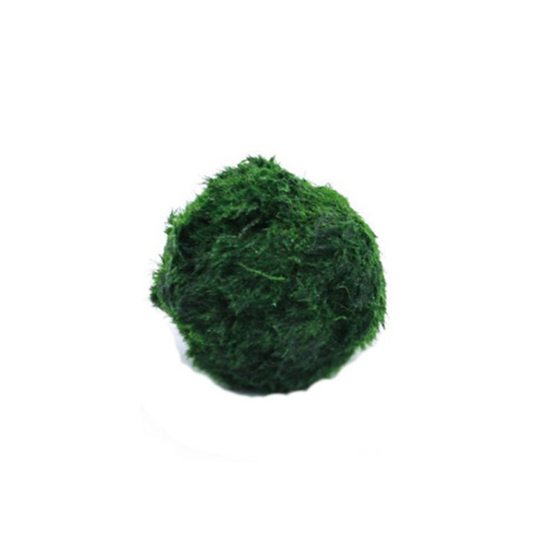 Aquarium Planted Tank Substrate - Bola Lumut Marimo Hidup 3-4cm Alga