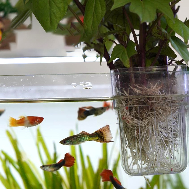 Wadah Tanam Hidroponik Transpa - Aquarium Planted Wall ulasan dan harga