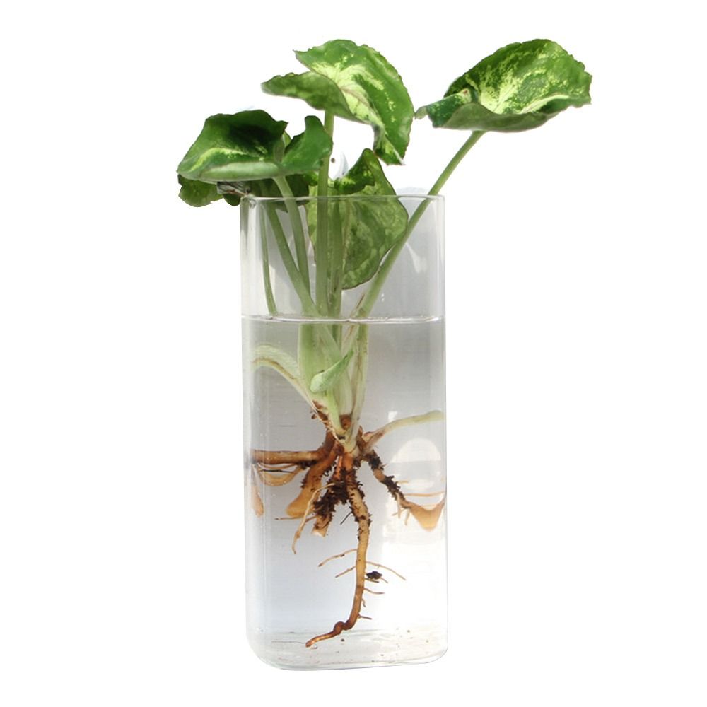 Vas Gantung Dinding Bentuk Ker - Aquarium Planted Wall ulasan dan harga