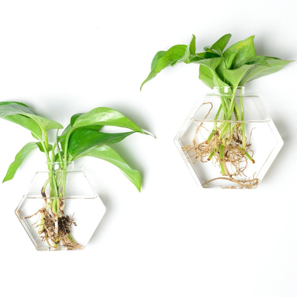 Vas Gantung Dinding Bentuk Ker - Aquarium Planted Wall ulasan dan harga