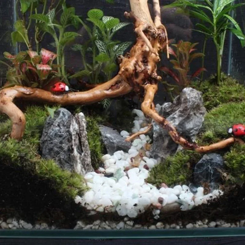 Pohon alami kayu apung akuariu - Aquarium Planted Tree ulasan dan harga