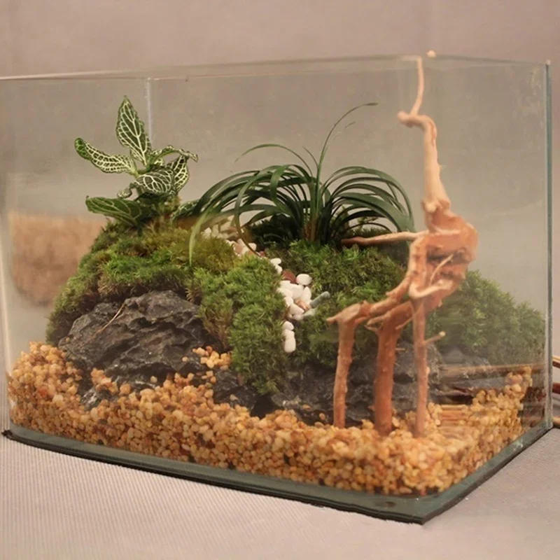 Pohon alami kayu apung akuariu - Aquarium Planted Tree ulasan dan harga