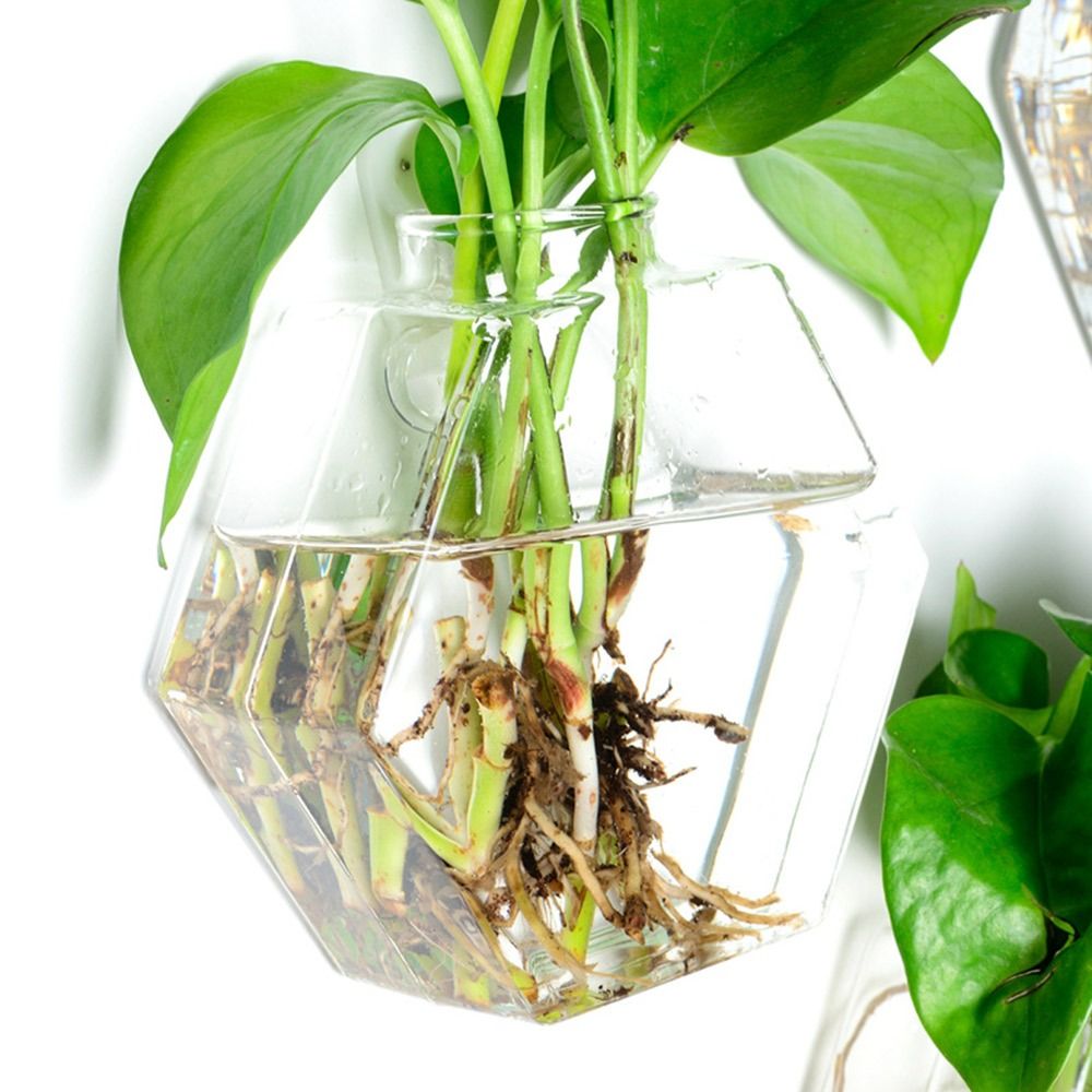 Vas Gantung Dinding Bentuk Ker - Aquarium Planted Wall ulasan dan harga