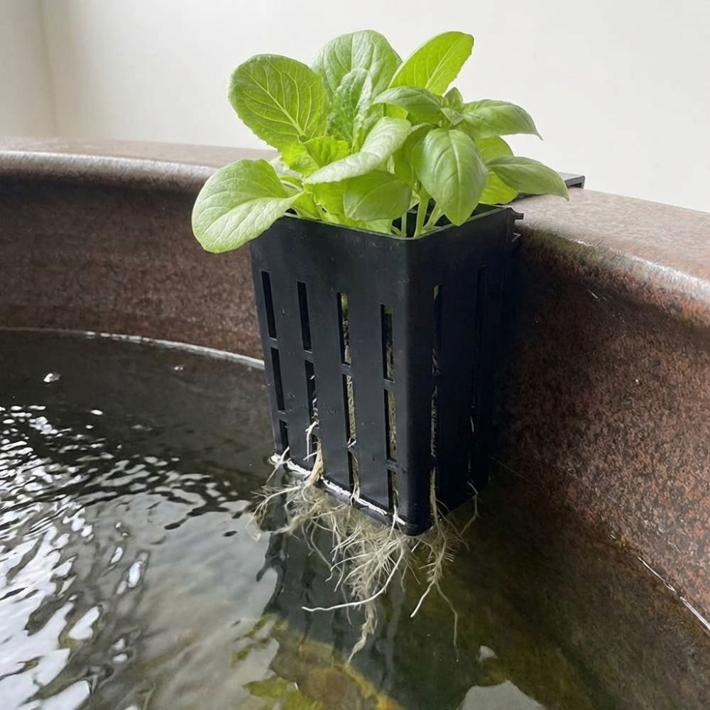 Keranjang Tanaman Akuarium Gan - Aquarium Planted Wall ulasan dan harga