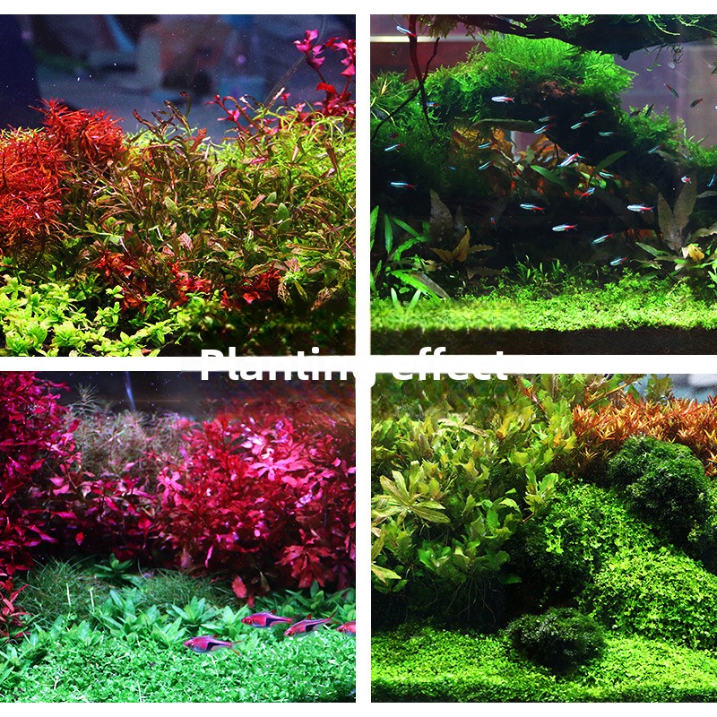 SYSENCIAGA Substrat Akuarium T - Aquarium Planted Tank Substrate ulasan dan harga