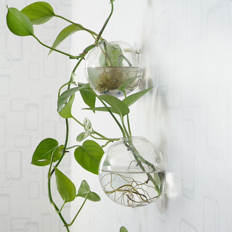 Akuarium Akrilik Gantung Dindi - Aquarium Planted Wall ulasan dan harga