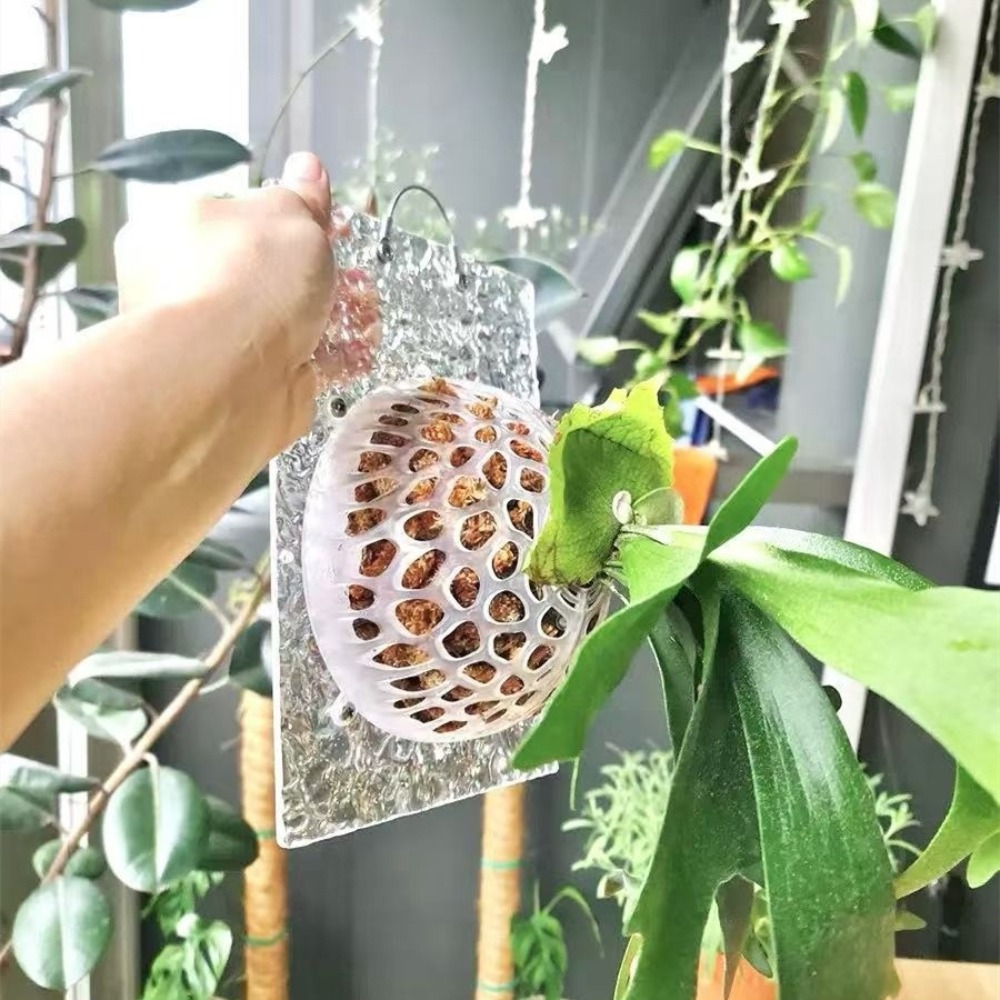Penutup Tanah Tanaman Berluban - Tissue Culture Plant ulasan dan harga