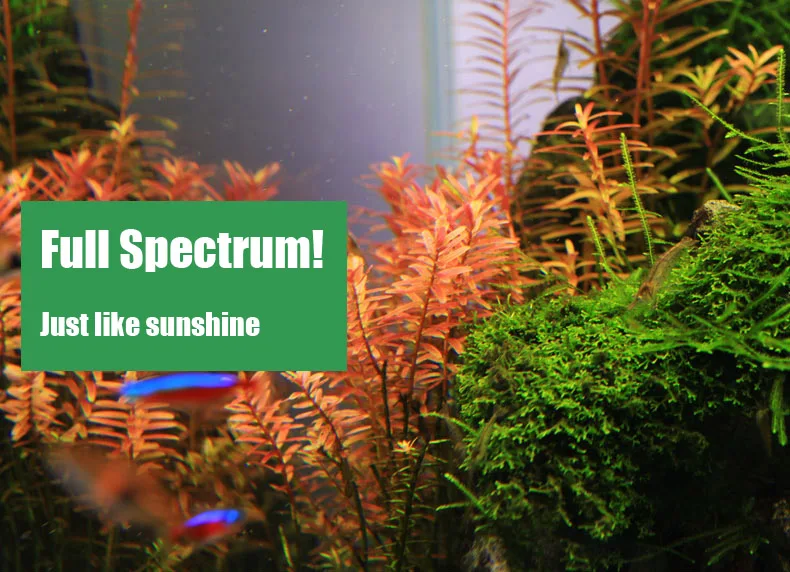 Chihiros C Series ADA Style Pl - Aquarium Plant Grow Light ulasan dan harga