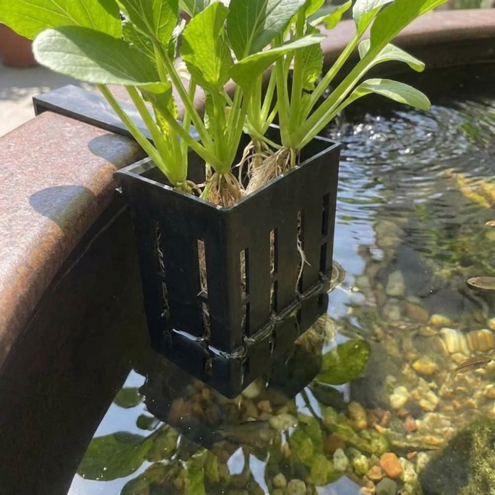 Keranjang Tanaman Akuarium Gan - Aquarium Planted Wall ulasan dan harga