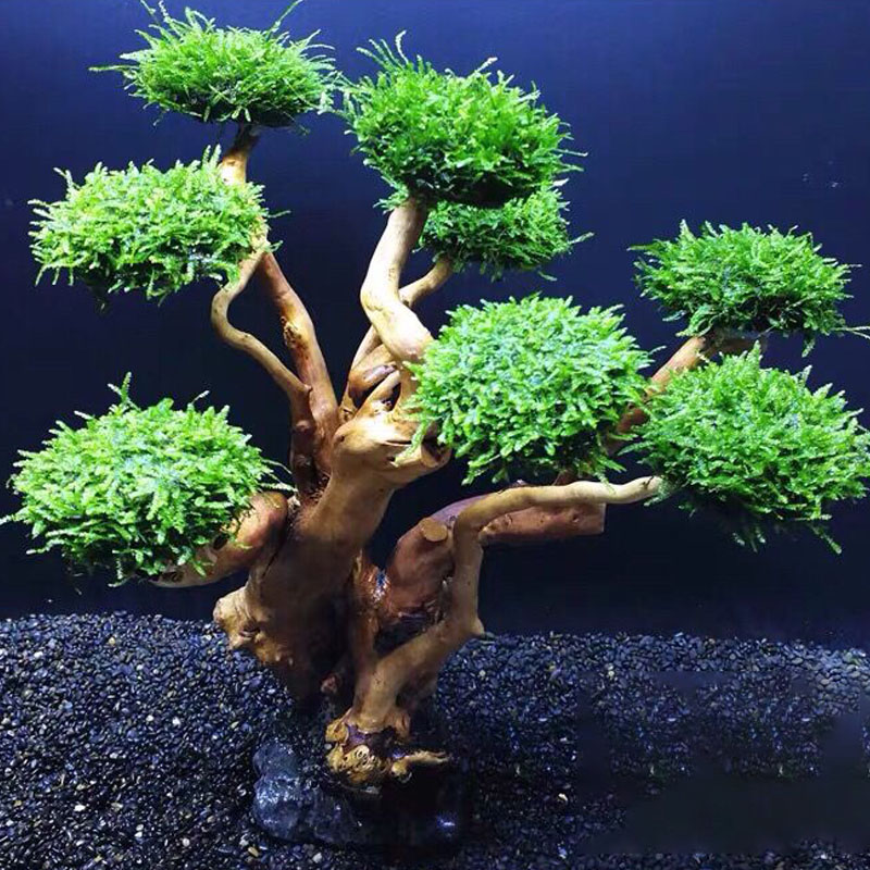 Aksesori Kerangka Pohon Lumut  - Aquarium Planted Tree ulasan dan harga