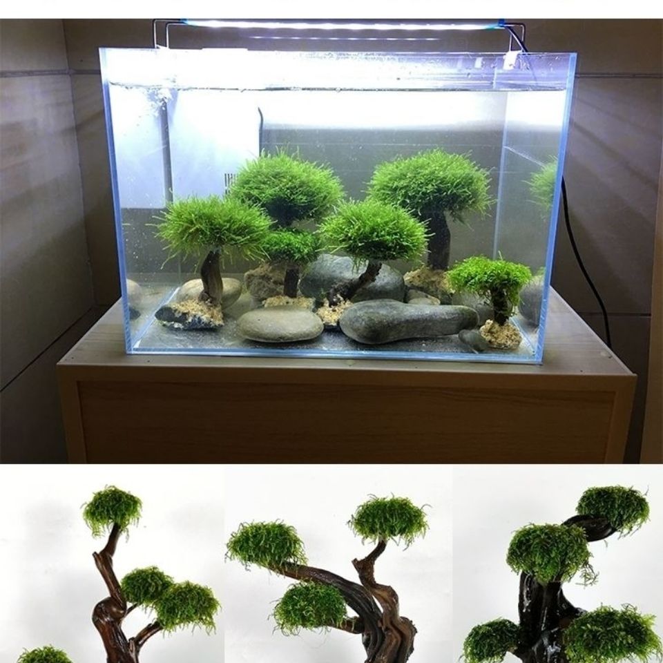 Aksesori Kerangka Pohon Lumut  - Aquarium Planted Tree ulasan dan harga