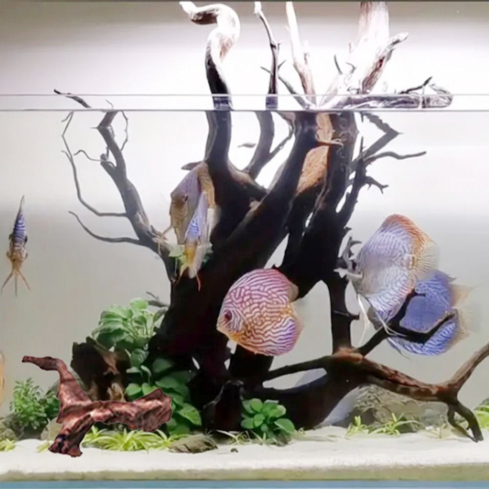 Kayu Karang Bentuk Tidak Berat - Aquarium Planted Tree ulasan dan harga