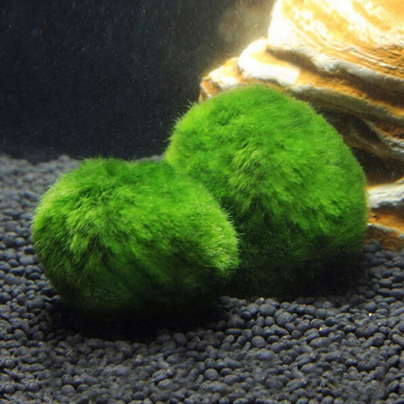 Bola Lumut Marimo Hidup 3-4cm  - Aquarium Planted Tank Substrate ulasan dan harga