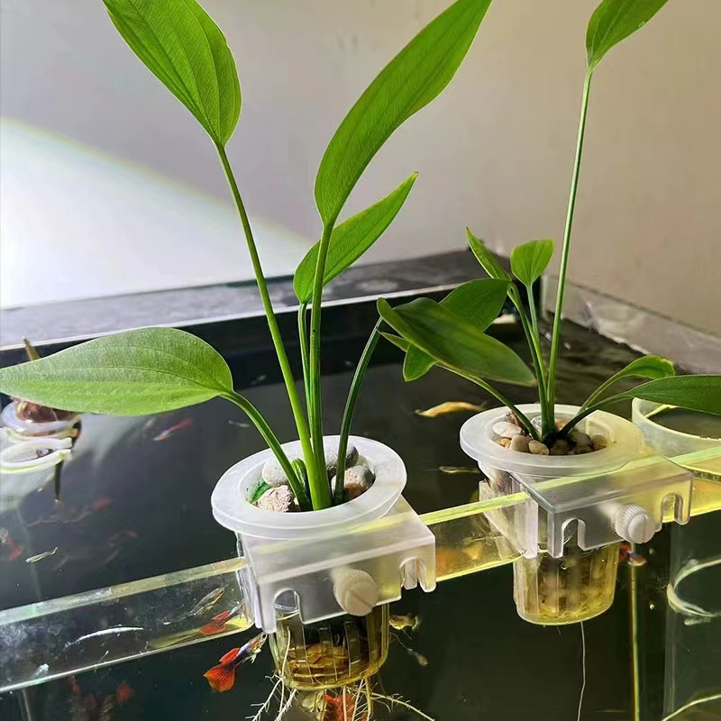 Keranjang penanaman akuarium h - Aquarium Planted Wall ulasan dan harga